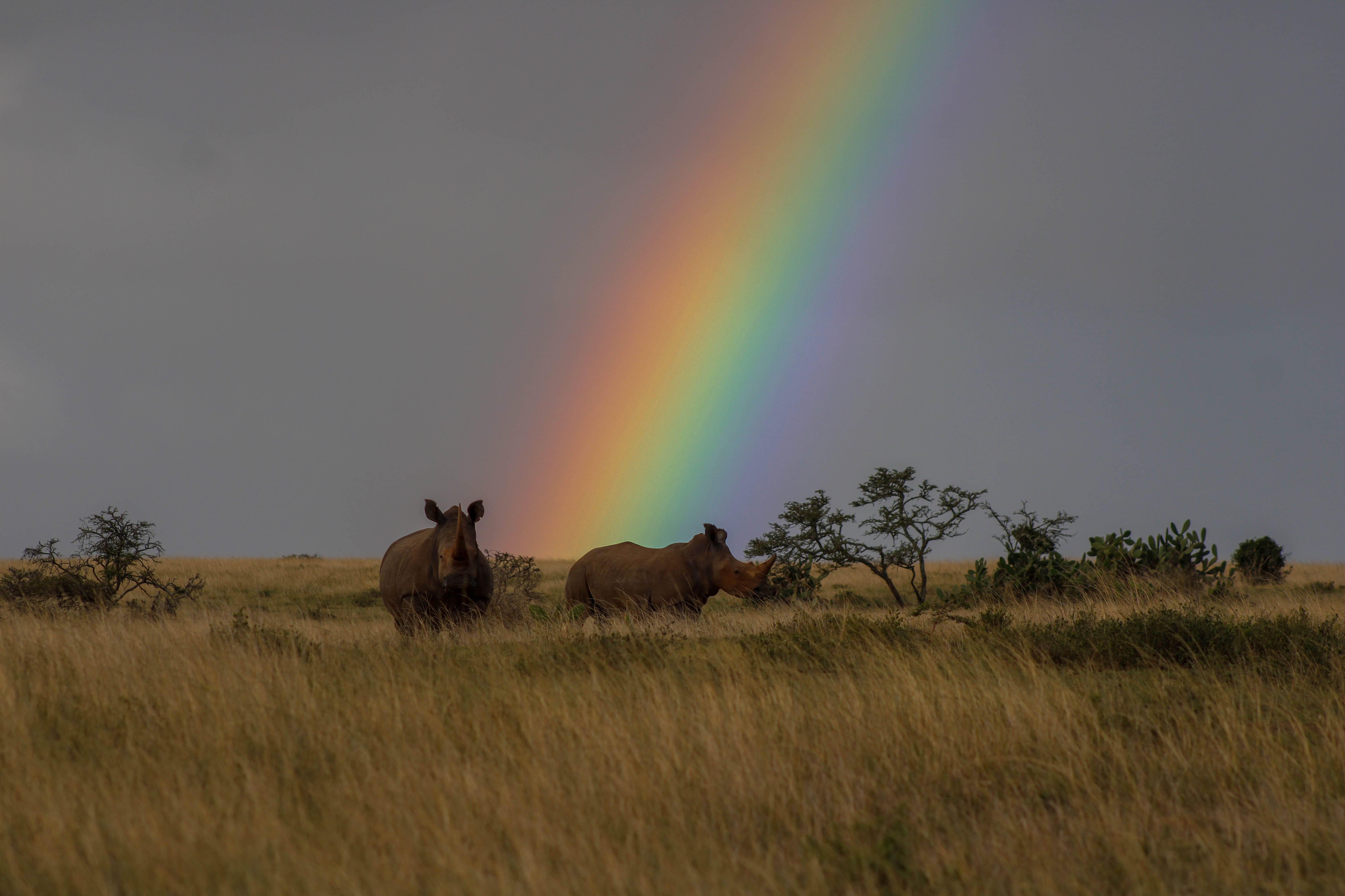 Rhino in front of a rainbow
